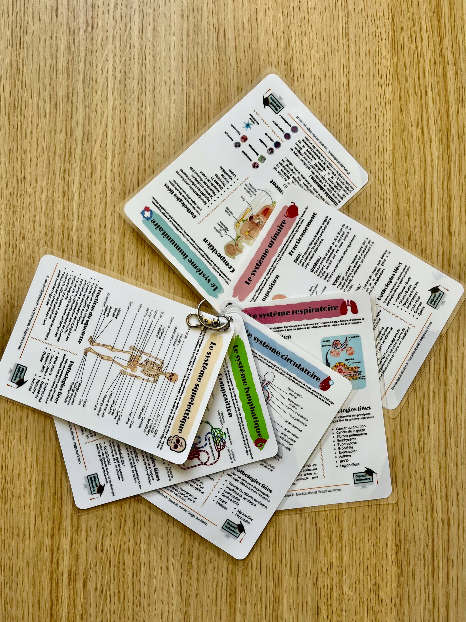 Fiches Mémo Anatomiques - Systèmes du corps humain