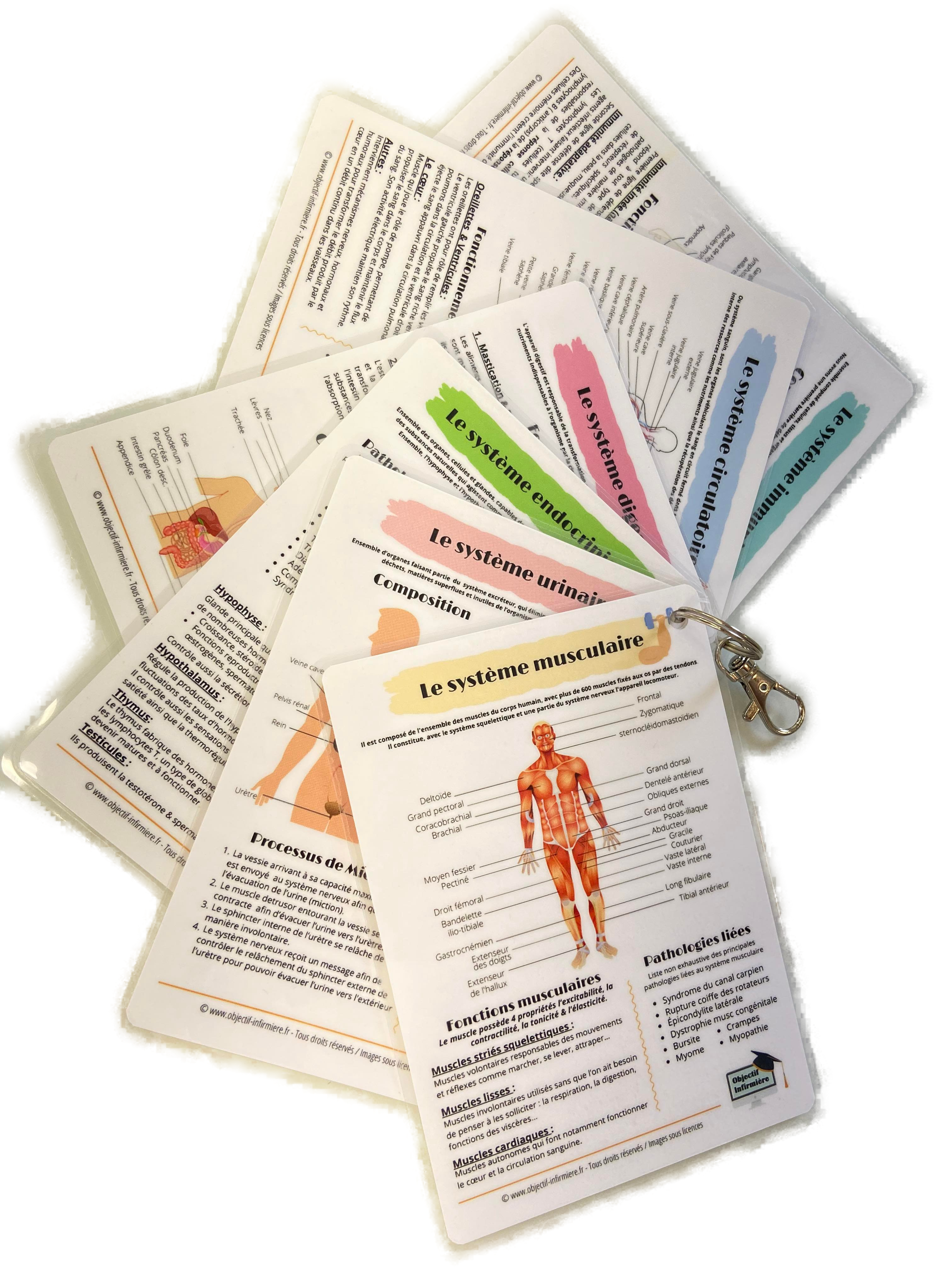 Fiches Mémo Anatomiques sur les systèmes du corps humain pour soignants