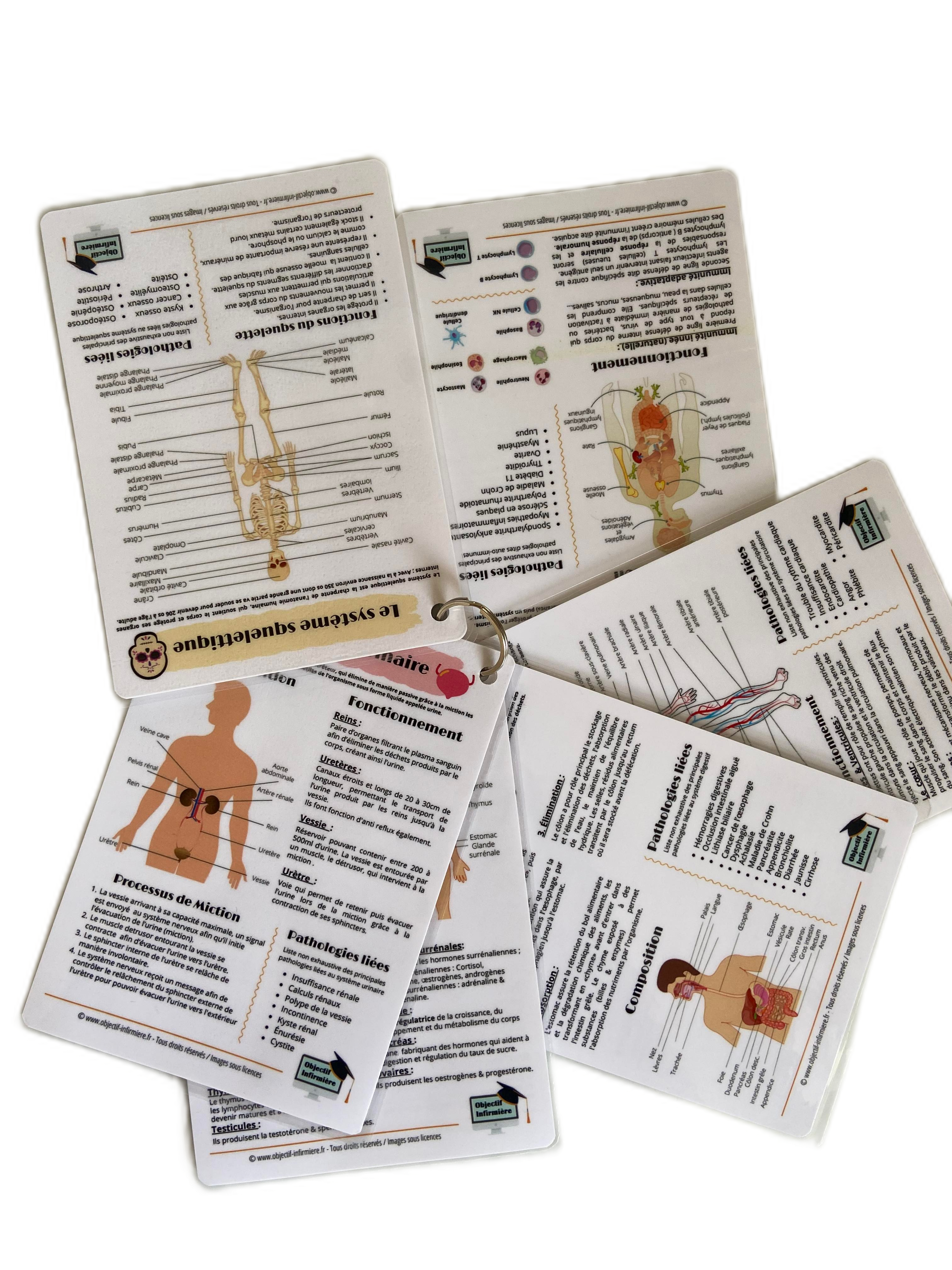 Pour les soignants (infirmières ou aides-soignants) tout savoir sur les systèmes anatomiques du corps humain