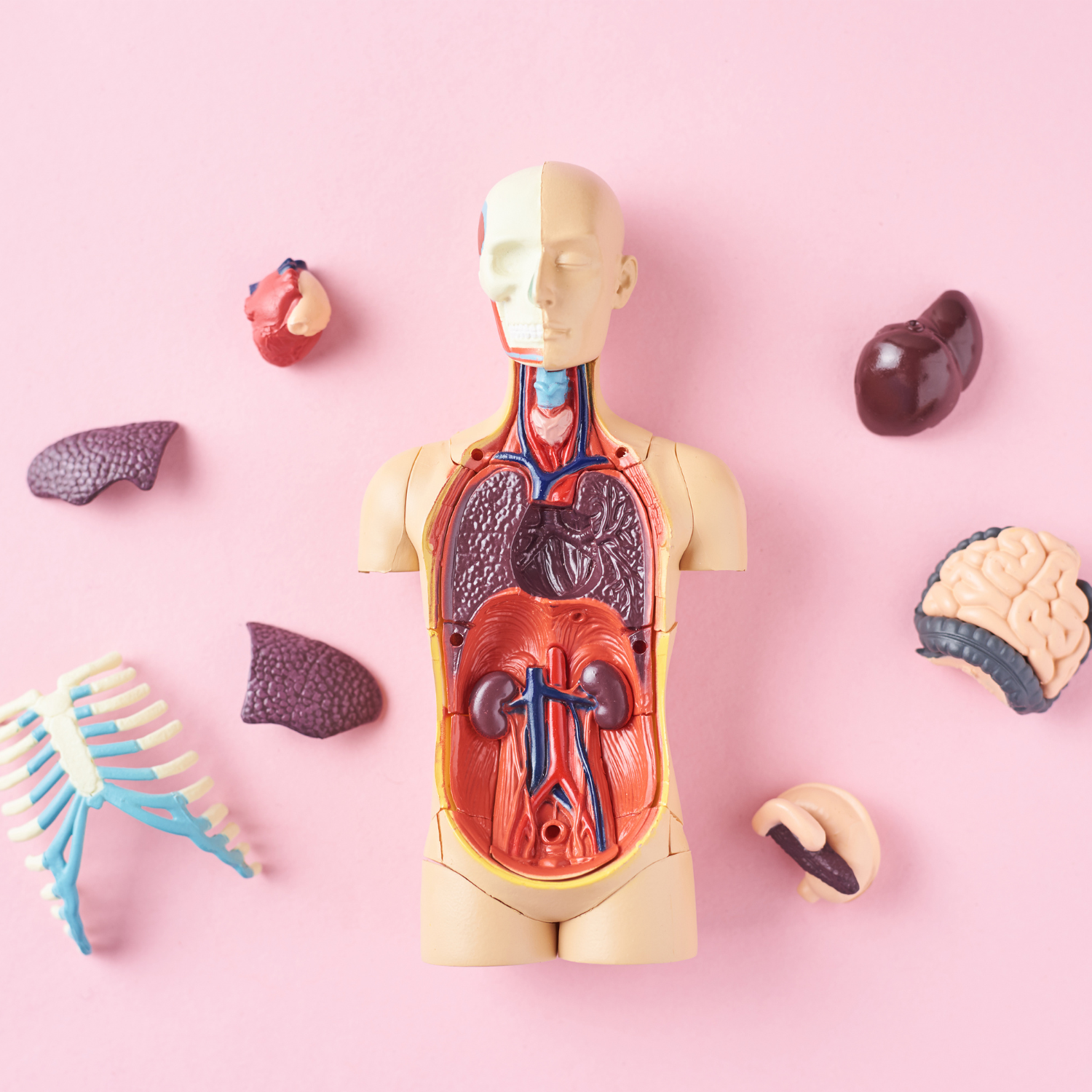 Fiches mémo anatomie soignant organes vitaux et des sens